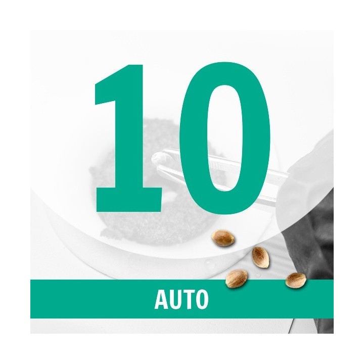 10 Semillas Auto Fem.