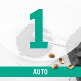 1 Semilla Auto Fem.