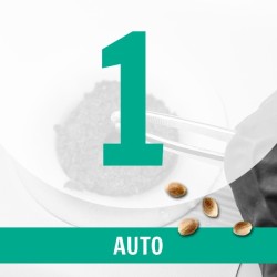1 Semilla Auto Fem.