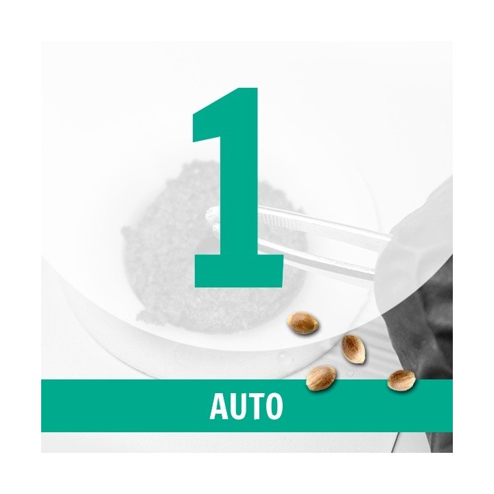 1 Semilla Auto Fem.