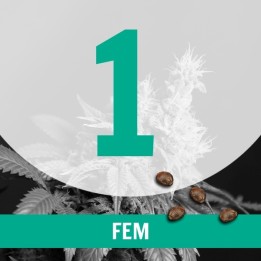 1 Semilla Temporada Fem.