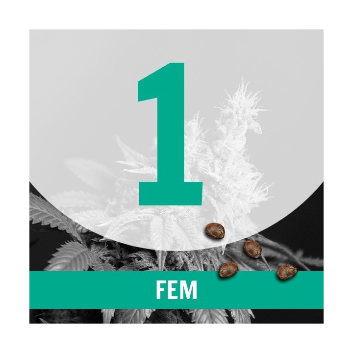 1 Semilla Temporada Fem.