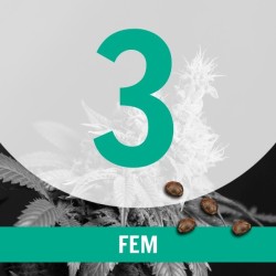 3 Semillas Temporada Fem.