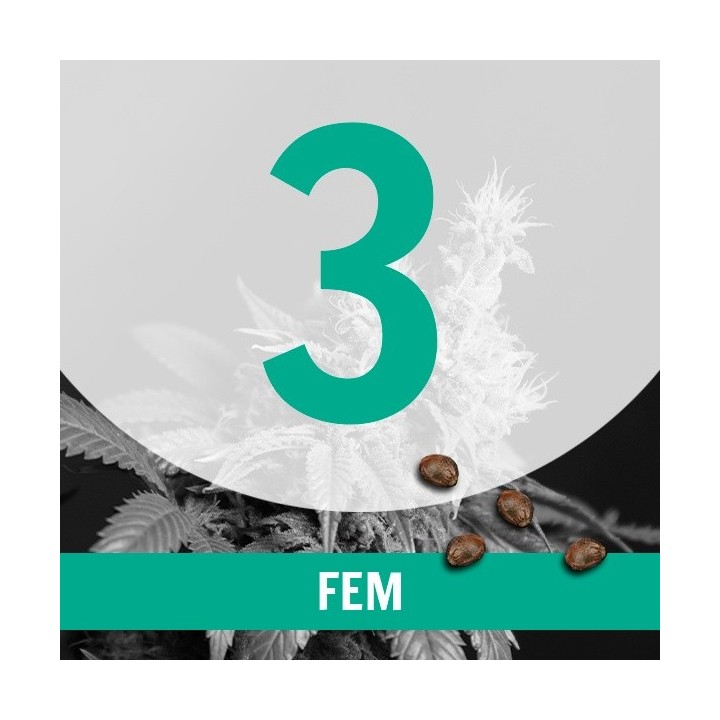 3 Semillas Temporada Fem.