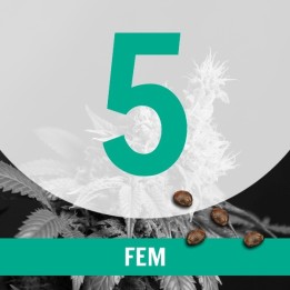 5 Semillas Temporada Fem.