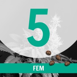 5 Semillas Temporada Fem.