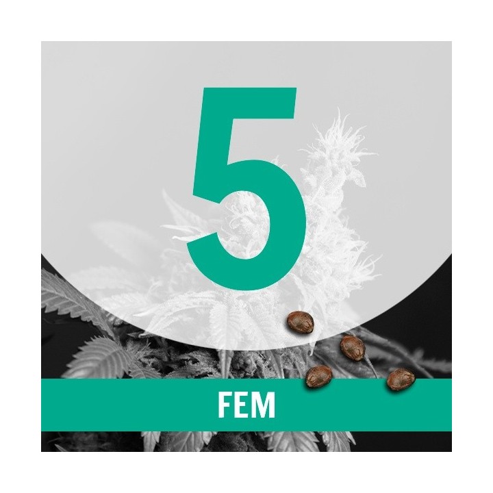 5 Semillas Temporada Fem.