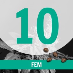 10 Semillas Temporada Fem.