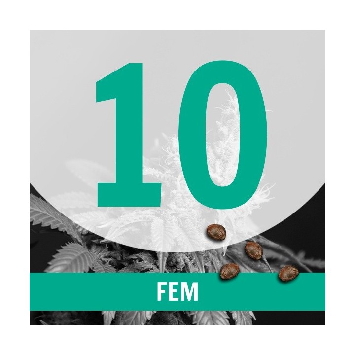 10 Semillas Temporada Fem.