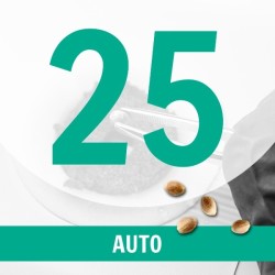 25 Semillas Auto Fem.