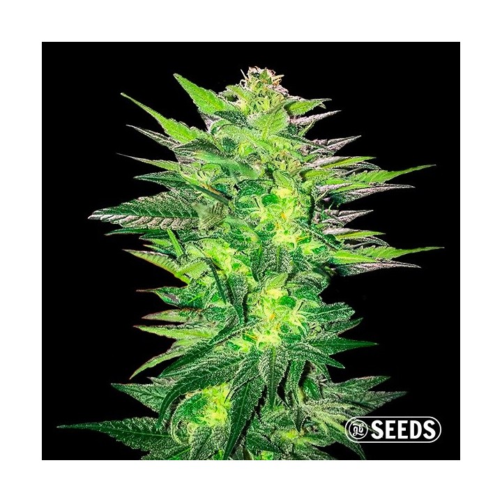 Critical x Somango