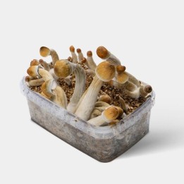 Kit de Cultivo Setas Mexicanas