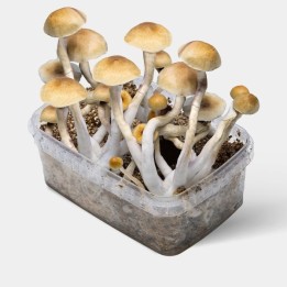 Kit de Cultivo Setas Thai