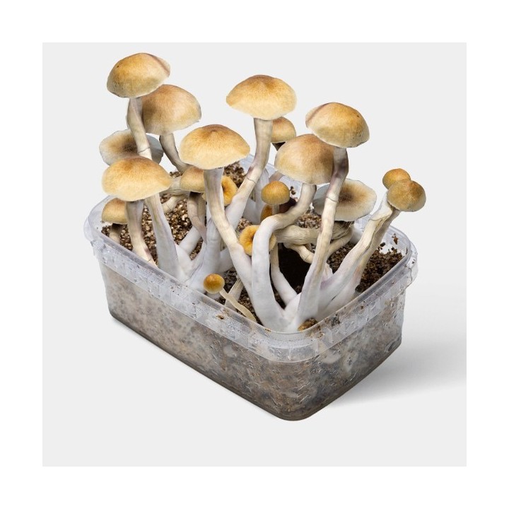 Kit de Cultivo Setas Thai