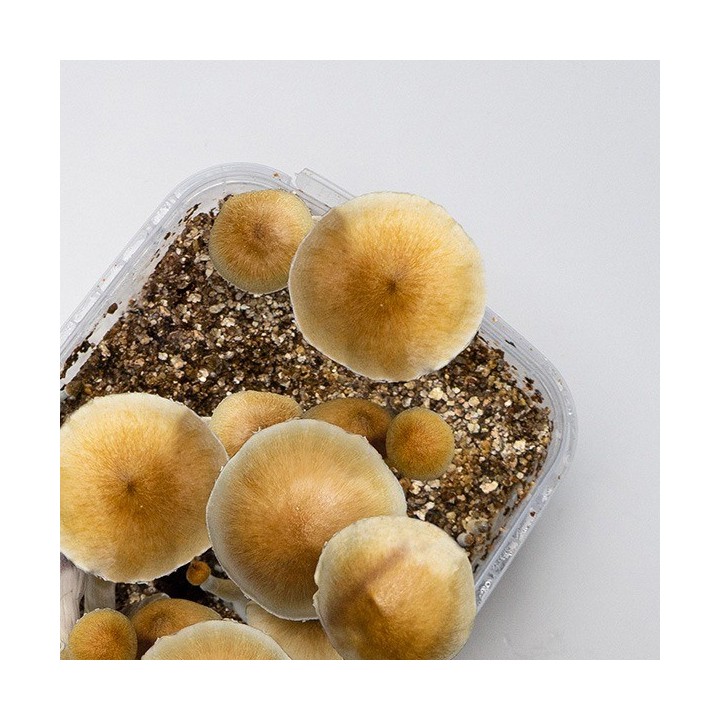 Kit de Cultivo Setas Thai