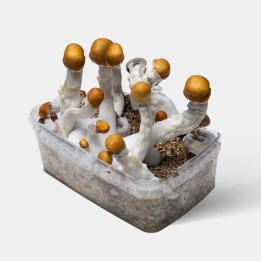 Kit de Cultivo Setas B +
