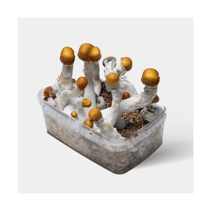 Kit de Cultivo Setas B +