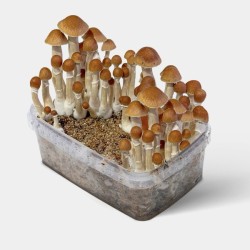 Kit de Cultivo Setas McKennaii