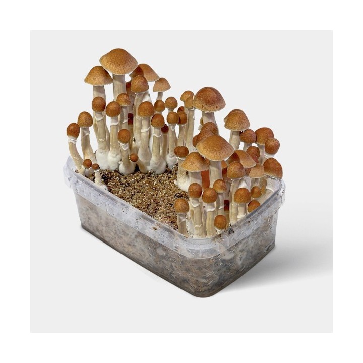 Kit de Cultivo Setas McKennaii