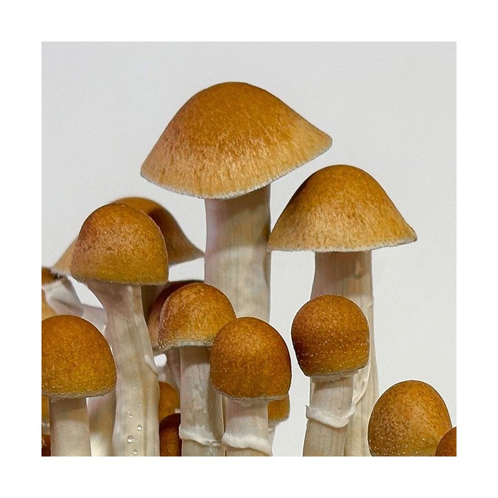 Kit de Cultivo Setas McKennaii
