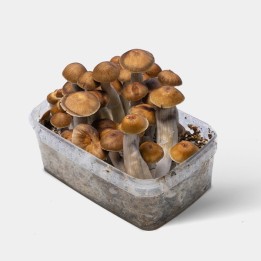 Kit de Cultivo Setas Mazatapec