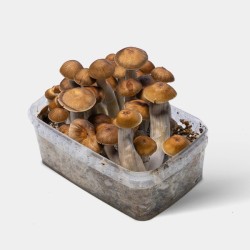 Kit de Cultivo Setas Mazatapec
