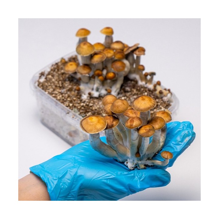 Kit de Cultivo Setas Mazatapec