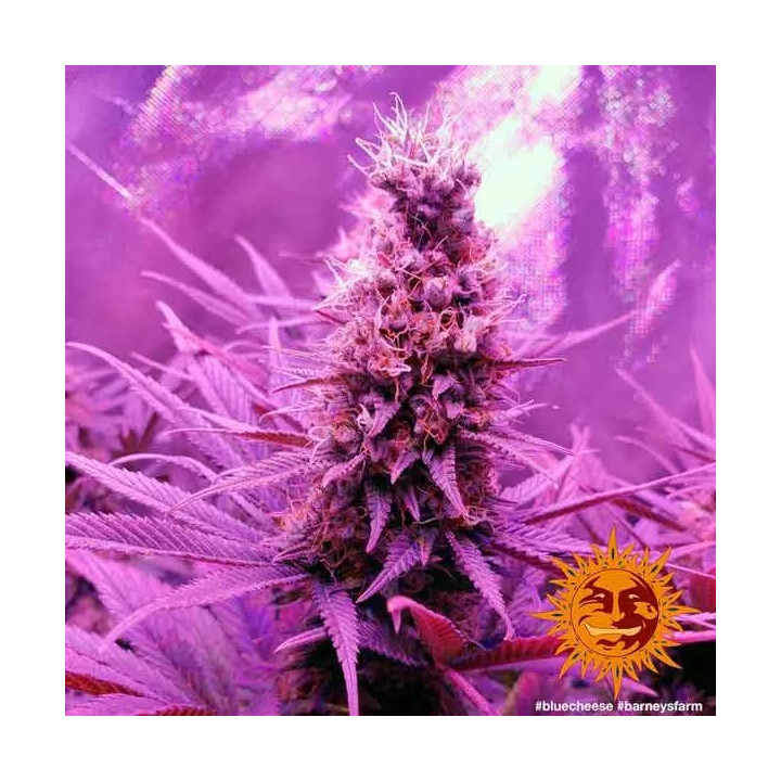 Blue Cheese Feminizada Barney's Farm