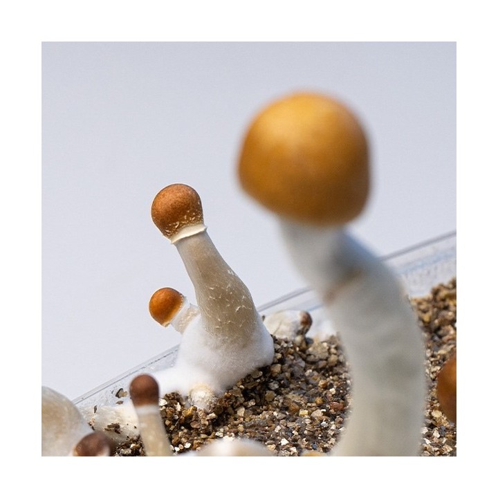 Kit de Cultivo Setas Golden Teacher