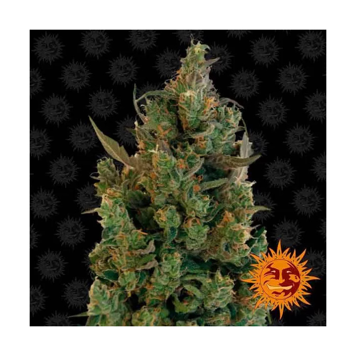 Blue Cheese Feminizada Barney's Farm
