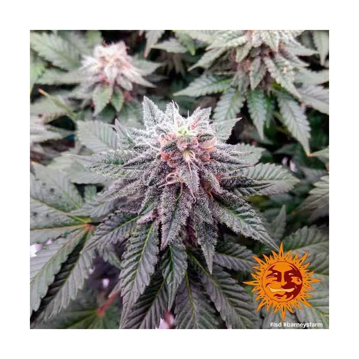 LSD Feminizada Barney's Farm