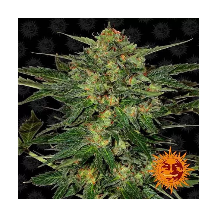 LSD Feminizada Barney's Farm
