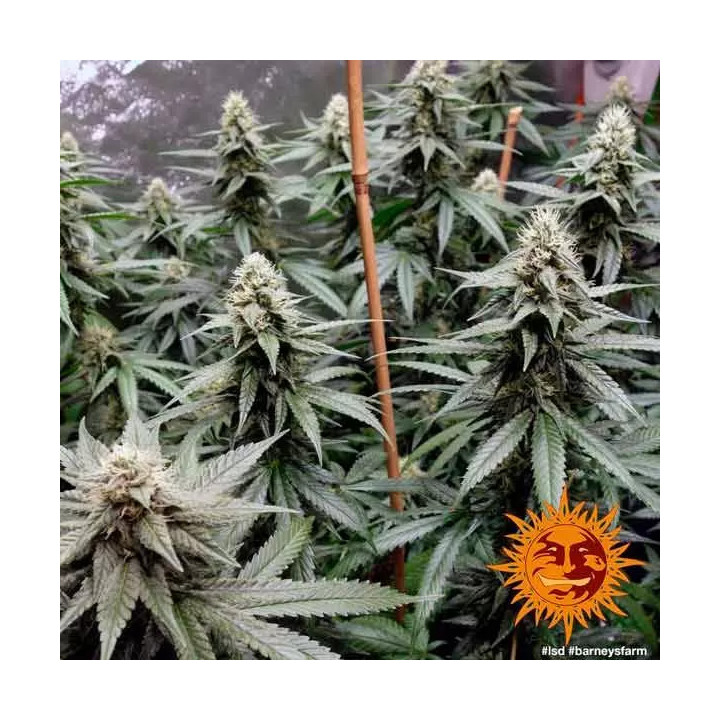 LSD Feminizada Barney's Farm