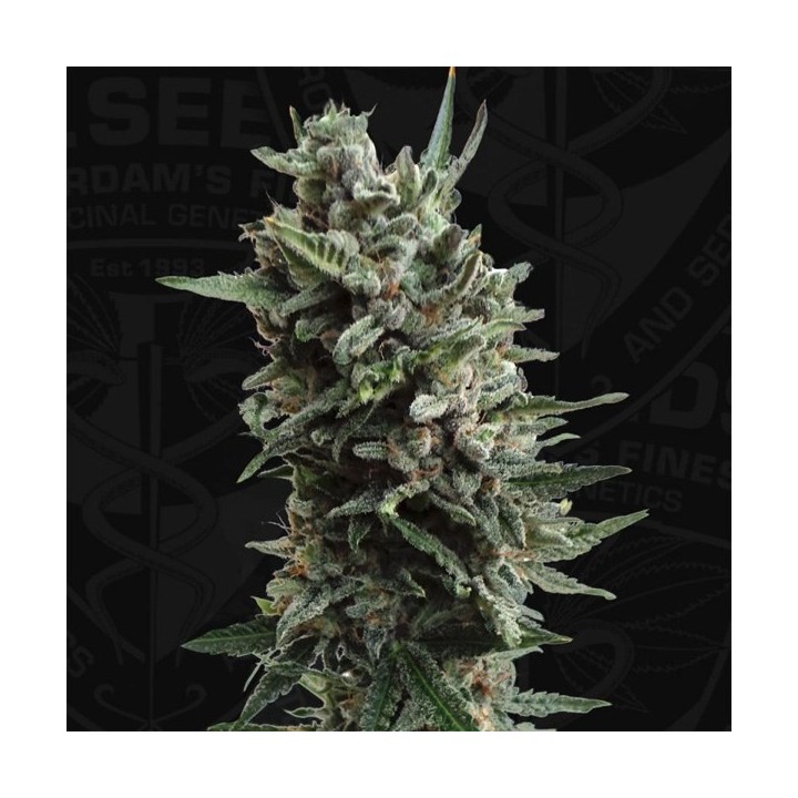 Auto Critical Hog