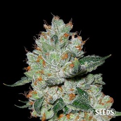 OG Kush