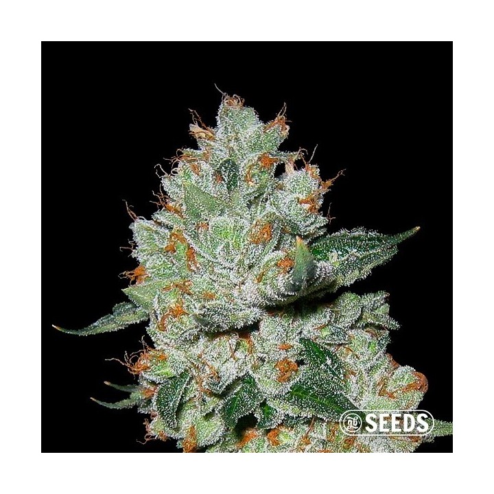OG Kush