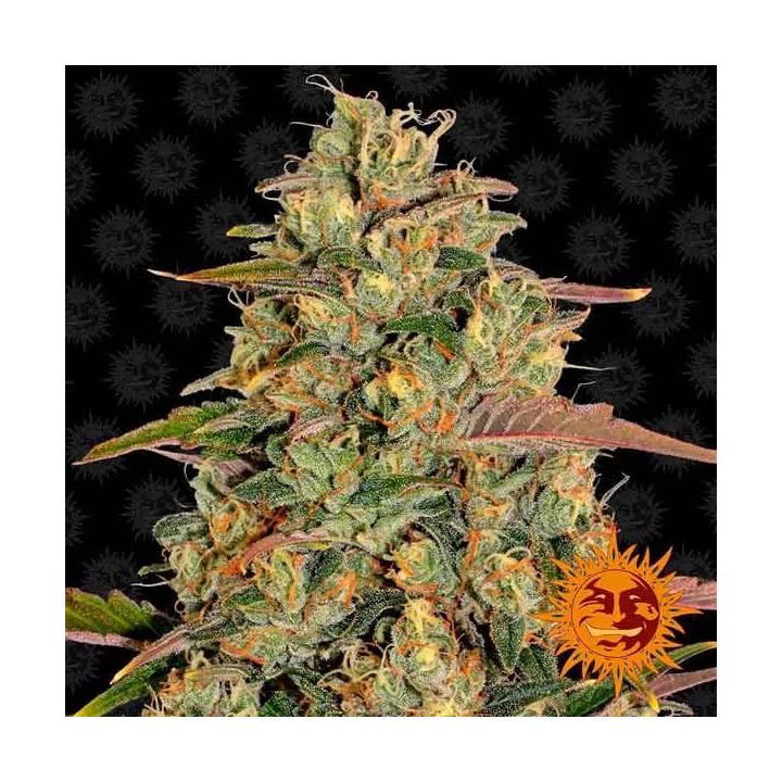 Amnesia Lemon Feminizada Barney's Farm