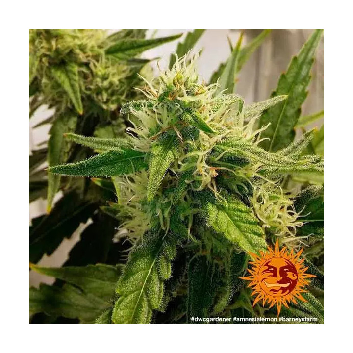 Amnesia Lemon Feminizada Barney's Farm