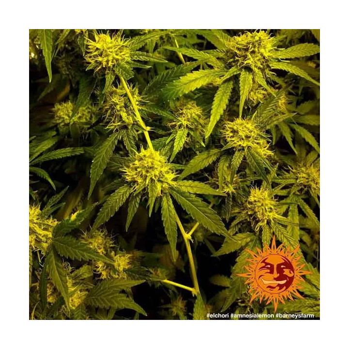 Amnesia Lemon Feminizada Barney's Farm