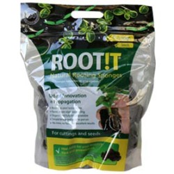 Root It (tacos)