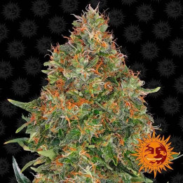  Pineapple Express Auto【Barneys Farm Autofloreciente】