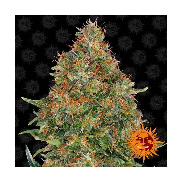 Pineapple Express AutoBarneys Farm Autofloreciente