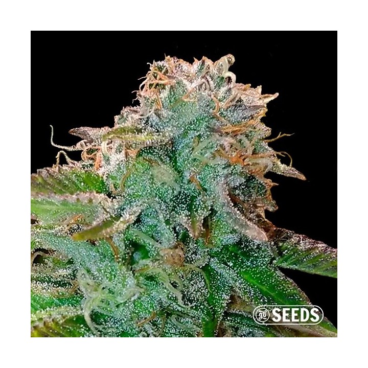 Bruce Banner
