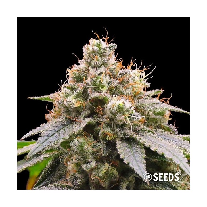 Gorilla Glue 4