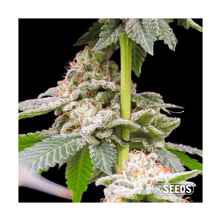 Gorilla Glue 4