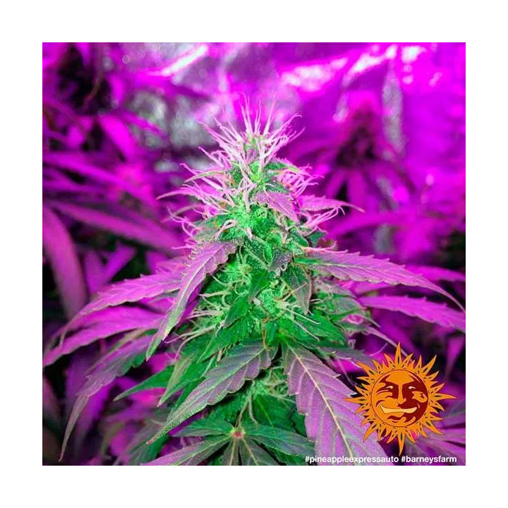Pineapple Express AutoBarneys Farm Autofloreciente