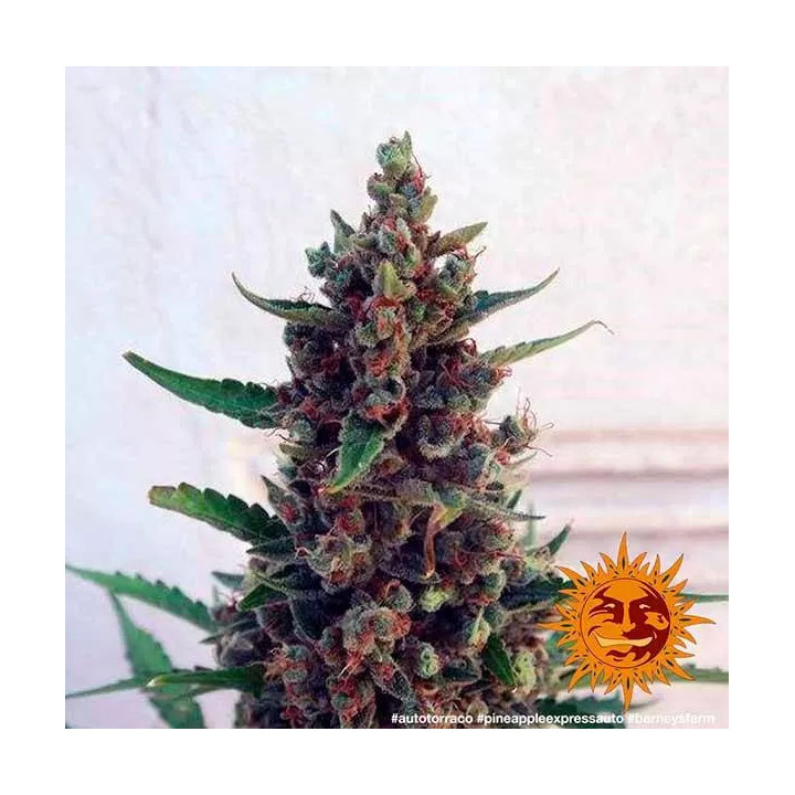 Pineapple Express AutoBarneys Farm Autofloreciente