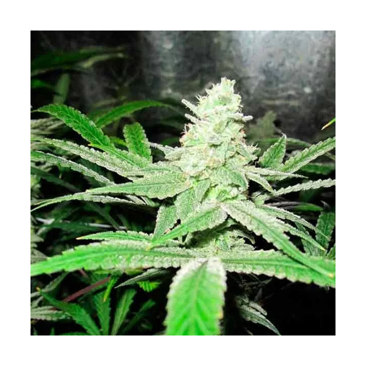 No Name Feminizada【Medical Seeds】