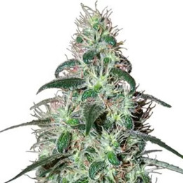  Pulsar Feminizada 【Buddha Seeds】