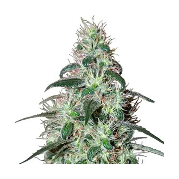 Pulsar Feminizada Buddha Seeds